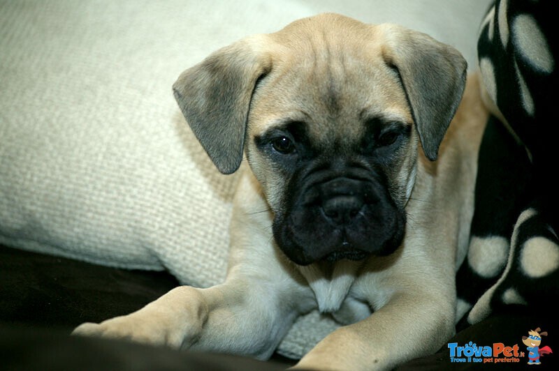 Disponibili Cuccioli di Bullmastiff - Foto n. 2