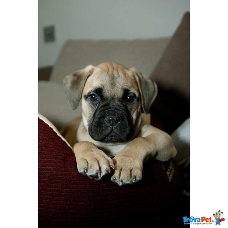 Disponibili Cuccioli di Bullmastiff - Foto n. 3