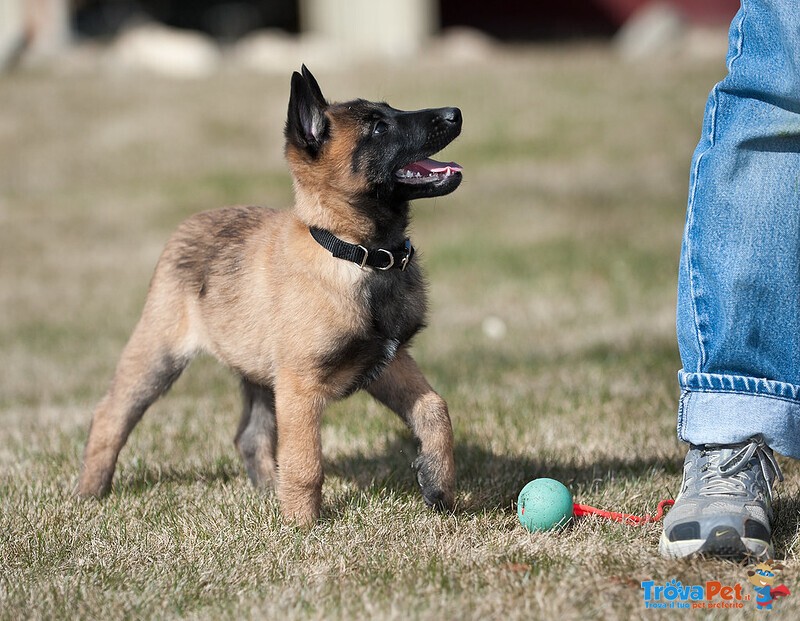 Cuccioli di Pastore Belga Malinois - Foto n. 1