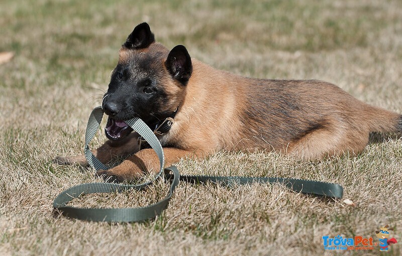 Cuccioli di Pastore Belga Malinois - Foto n. 2