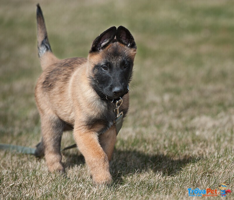 Cuccioli di Pastore Belga Malinois - Foto n. 3