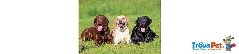 Bellissima Cucciolata di Labrador Retrievers Chocolate - Foto n. 1