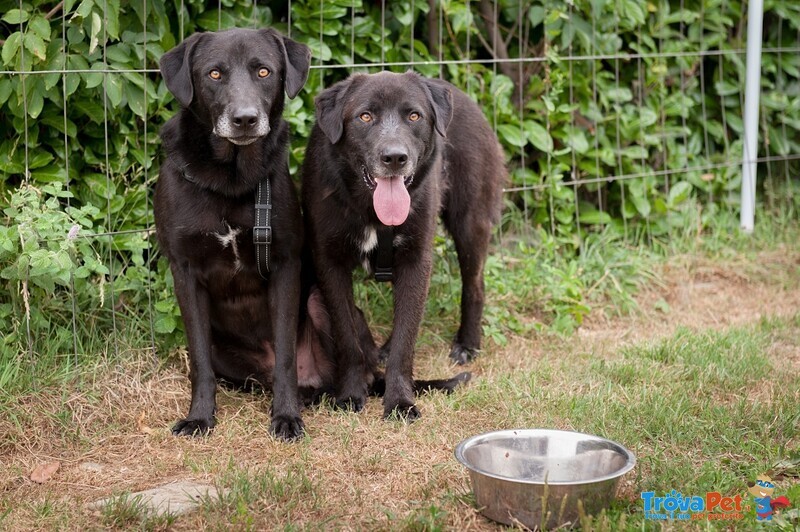 Orazio e Birillo, Inseparabili! c'è una casa Anche per Loro? - Foto n. 4