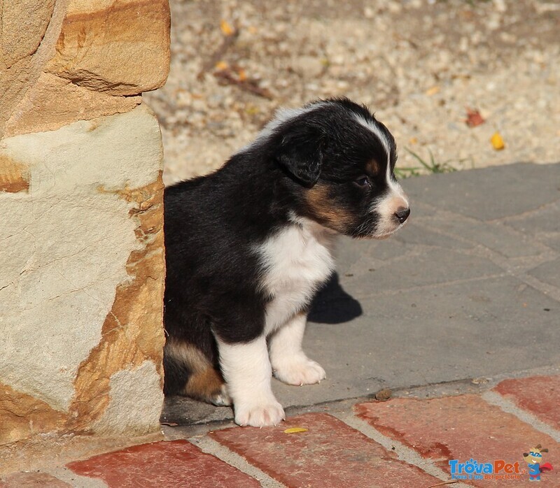 Cucciolo Pastore Australiano nero Tricolore - Foto n. 3