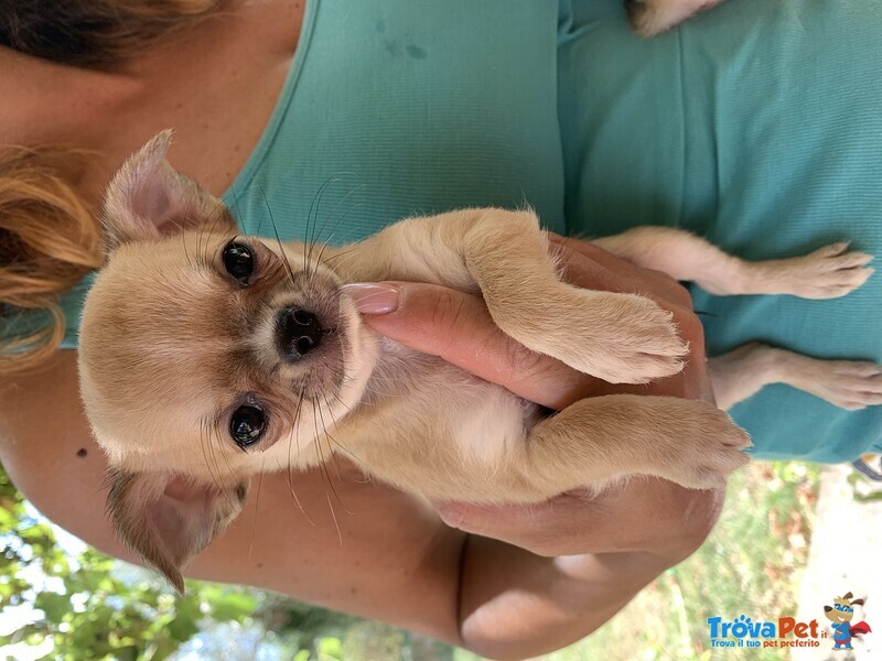 Cuccioli di Chihuahua a pelo Lungo o Corto - Foto n. 1
