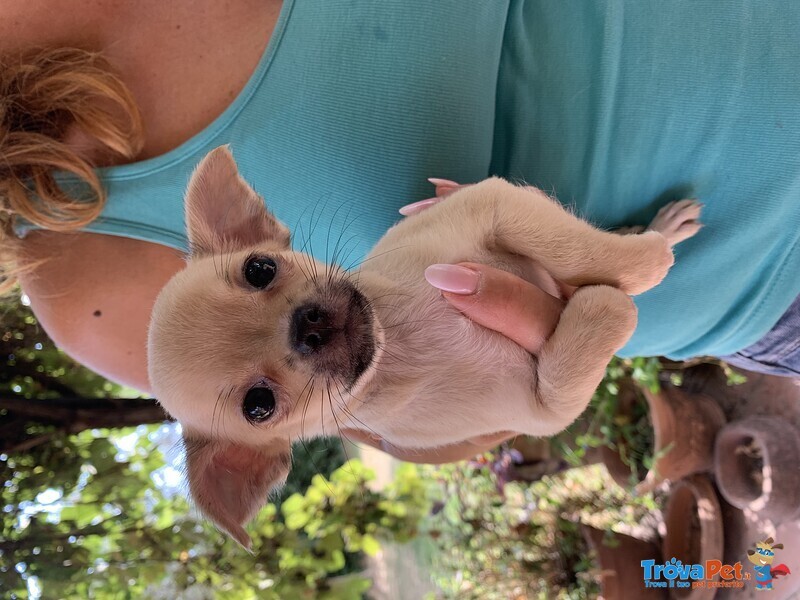 Cuccioli di Chihuahua a pelo Lungo o Corto - Foto n. 3