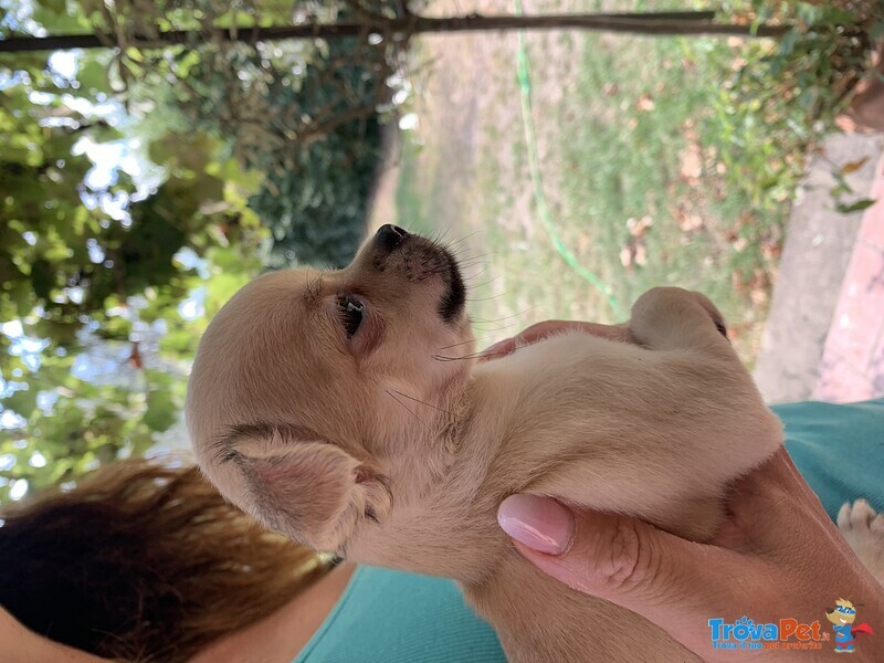 Cuccioli di Chihuahua a pelo Lungo o Corto - Foto n. 5