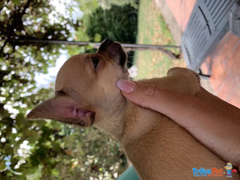 Cuccioli di Chihuahua a pelo Lungo o Corto - Foto n. 6