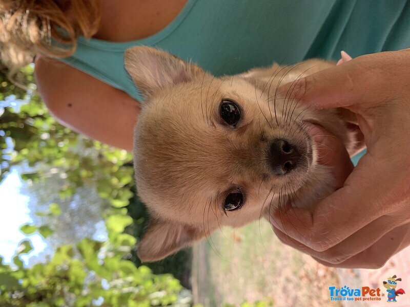 Cuccioli di Chihuahua a pelo Lungo o Corto - Foto n. 7