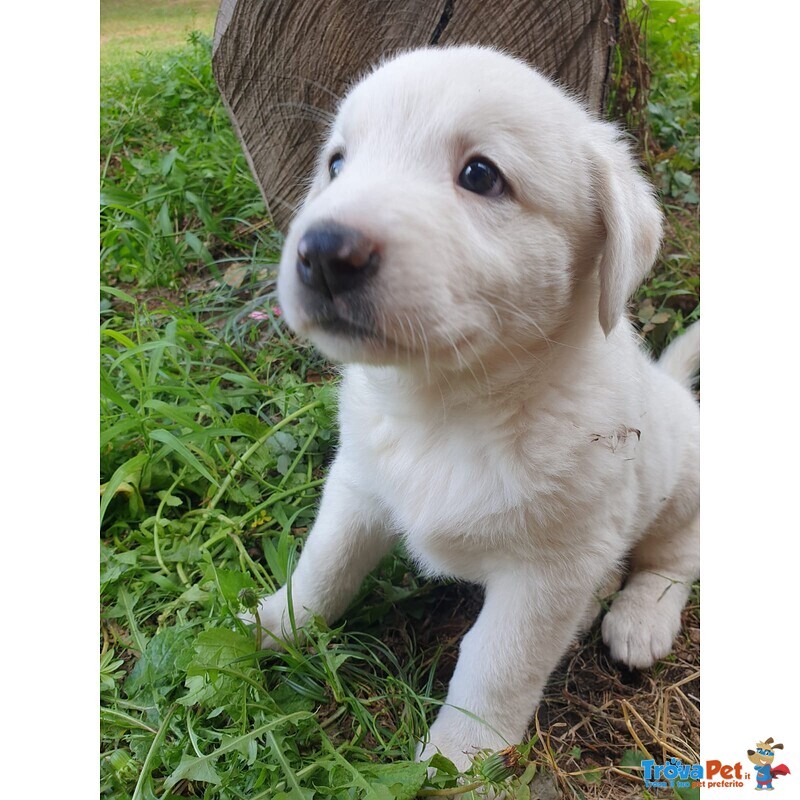 Cucciolata Pastori asia Centrale - Foto n. 10