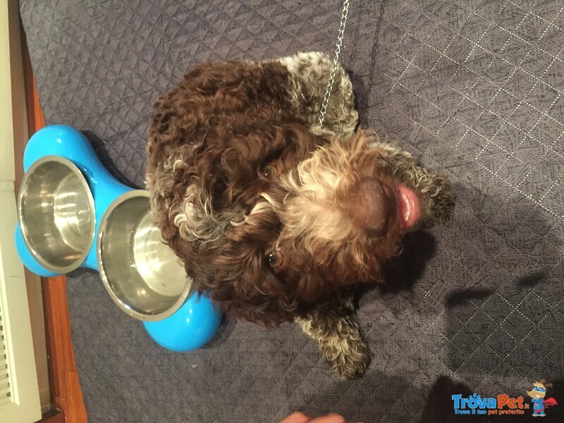 Cucciolo di Lagotto - Foto n. 1