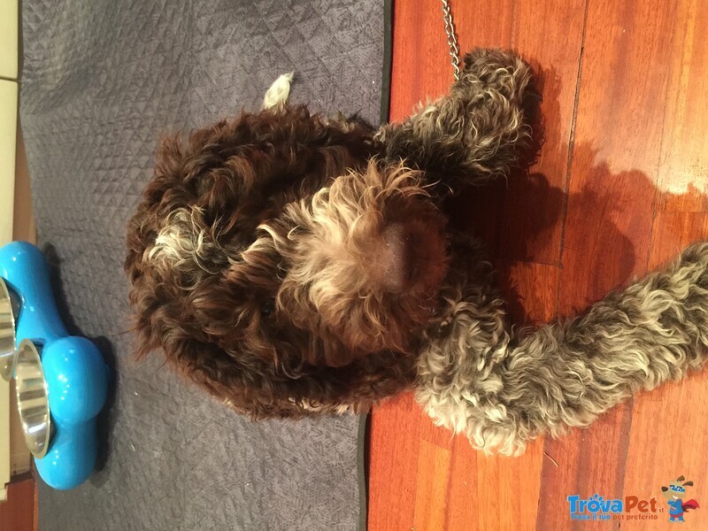 Cucciolo di Lagotto - Foto n. 2