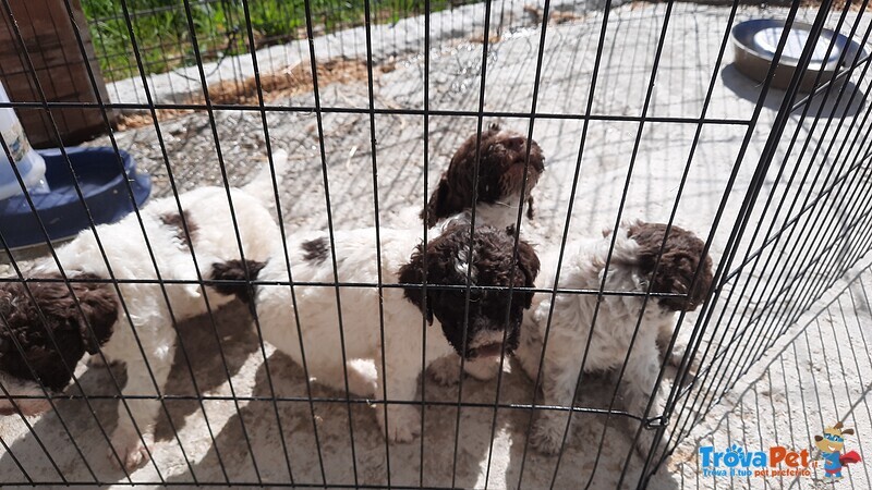 Fantastici Cuccioli di Lagotto Romagnolo - Foto n. 1