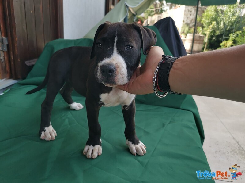 Cucciolo di Amstaff - Foto n. 1