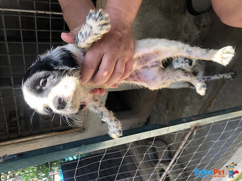 Cuccioli Setter Inglese - Foto n. 1