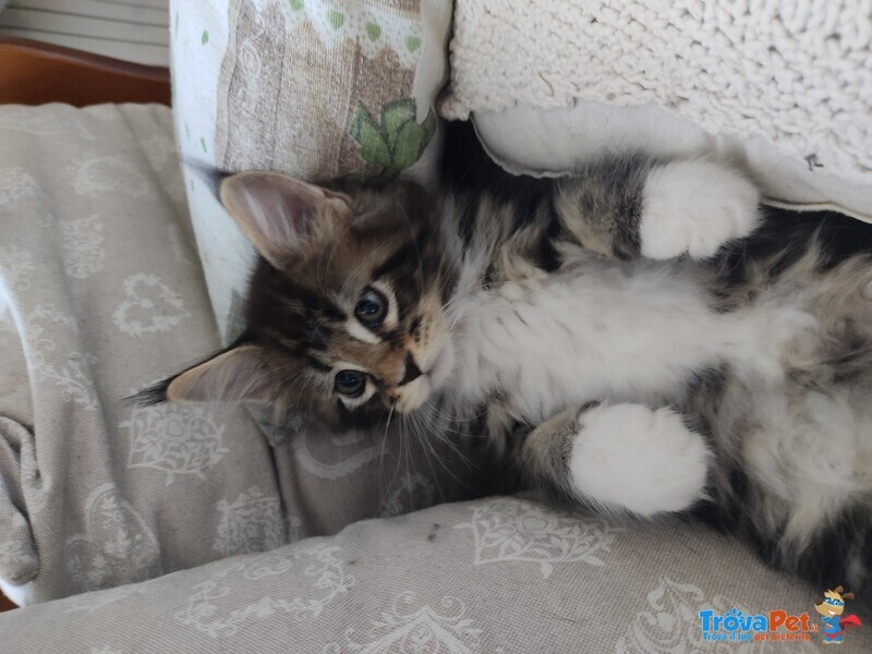 Cuccioli di Maine coon con Pedigree - Foto n. 1