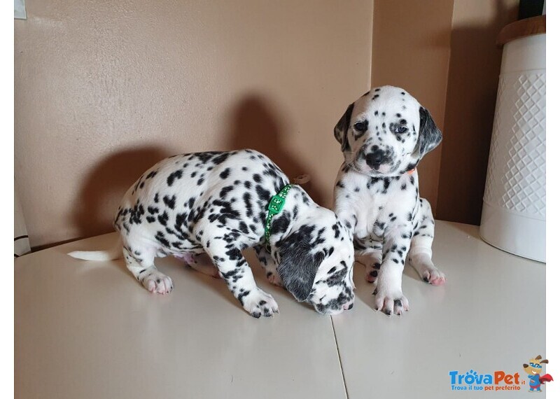 Cuccioli di Dalmata con due Vaccini - Foto n. 1