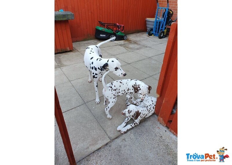 Cuccioli di Dalmata con due Vaccini - Foto n. 2