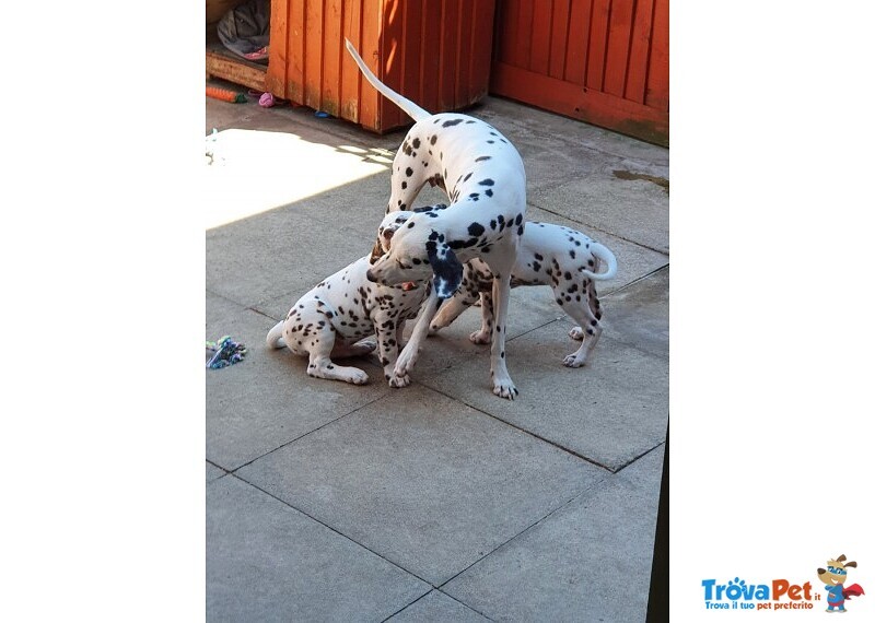 Cuccioli di Dalmata con due Vaccini - Foto n. 3