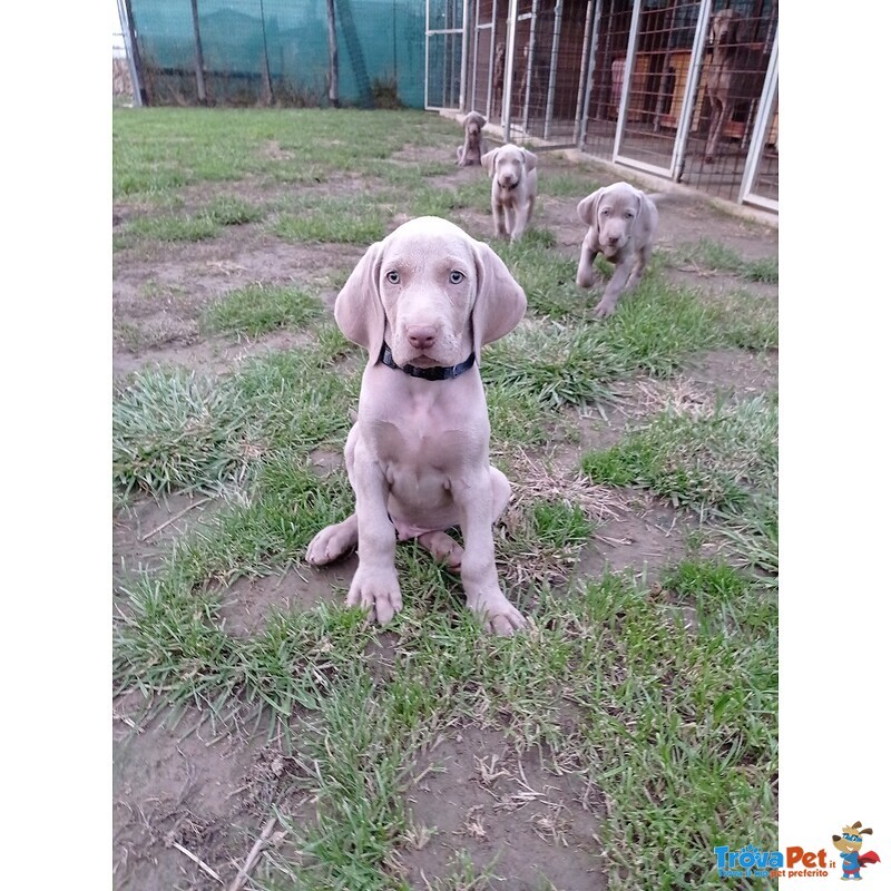 Cuccioli Weimaraner Grigio Argento e Occhi Azzurri - Foto n. 2