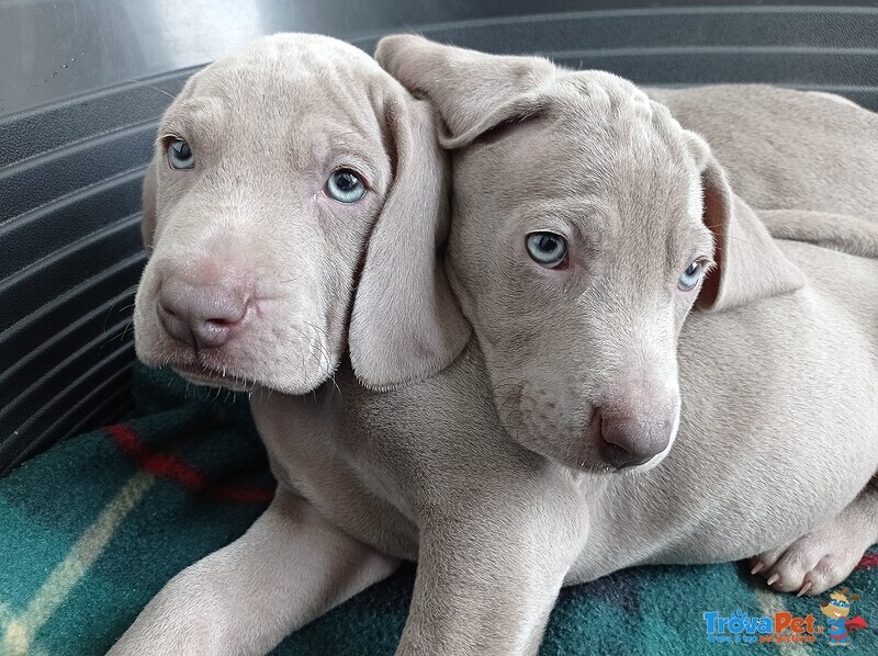 Cuccioli Weimaraner Grigio Argento e Occhi Azzurri - Foto n. 3