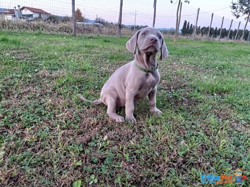 Cuccioli Weimaraner Grigio Argento e Occhi Azzurri - Foto n. 4