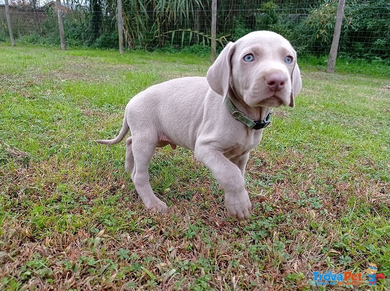 Cuccioli Weimaraner Grigio Argento e Occhi Azzurri - Foto n. 5