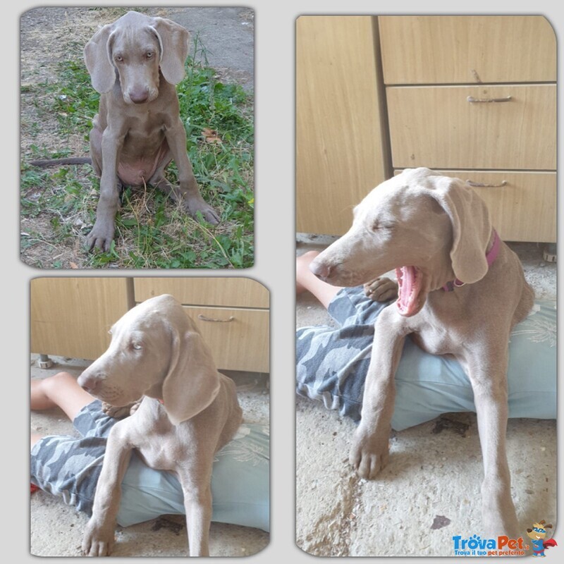 Cucciolo di Weimaraner a pelo Corto, Maschio con Pedigree - Foto n. 1