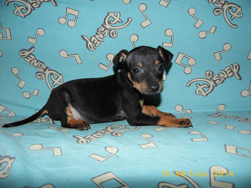 Cucciola Pinscher Nano - Foto n. 1