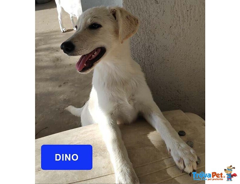 Clan e Dino, Rimasti Soli! - Foto n. 1