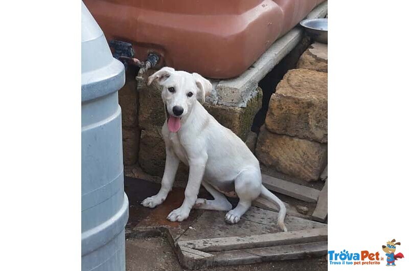 Victor e Dana, Unici Sopravvissuti, ora Meritano una Casa - Foto n. 1