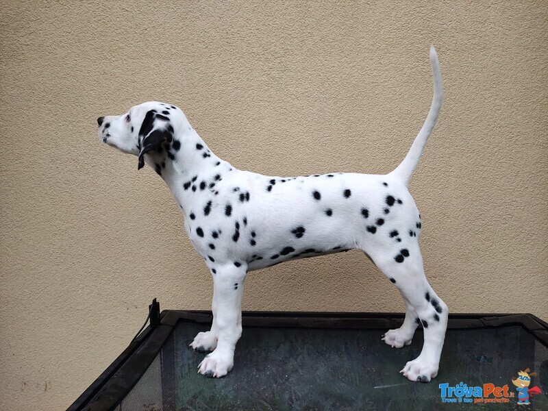 Cucciola di Dalmata alta Genealogia - Foto n. 2