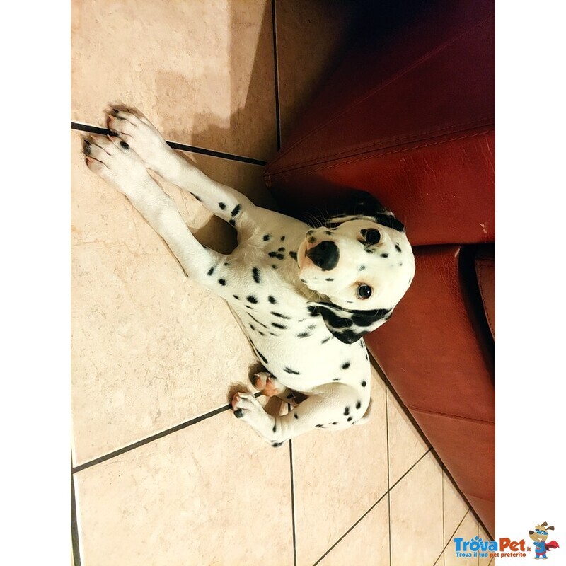 Cucciola di Dalmata alta Genealogia - Foto n. 3