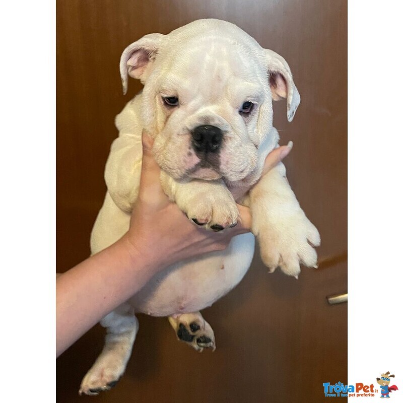 Disponibili Bellissimi Cuccioli di Bulldog Inglese - Foto n. 1