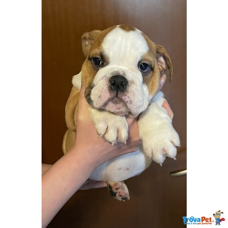 Disponibili Bellissimi Cuccioli di Bulldog Inglese - Foto n. 2