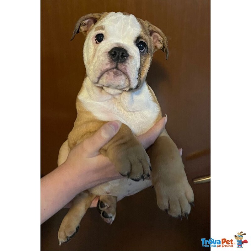 Disponibili Bellissimi Cuccioli di Bulldog Inglese - Foto n. 3