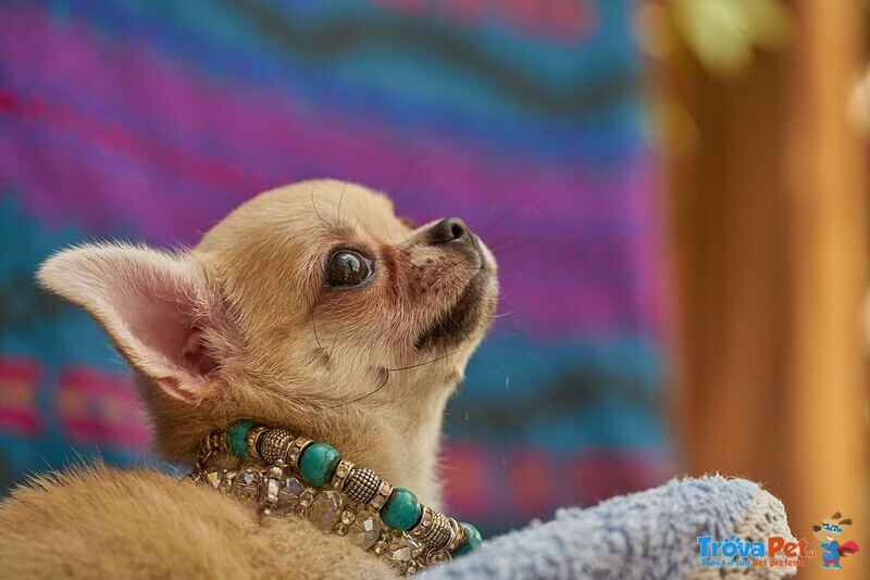 Chihuahua mini toy Femmina Prezioso Pedigree - Foto n. 1