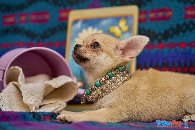 Chihuahua mini toy Femmina Prezioso Pedigree - Foto n. 2