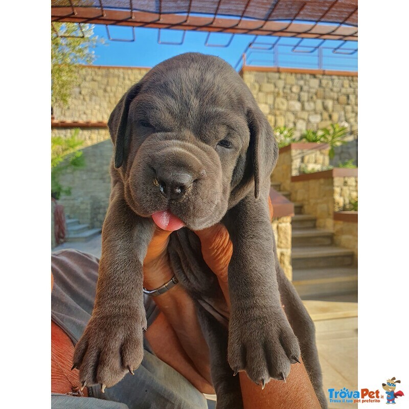 Cuccioli Corso Italiano, alta Genealogia, Pedigre - Foto n. 2