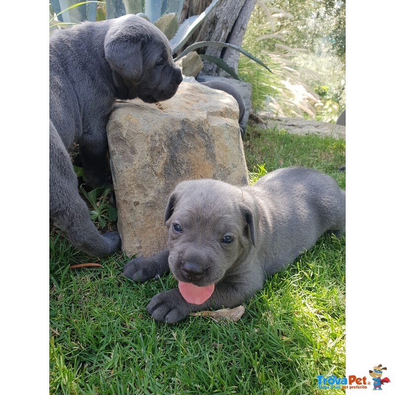 Cuccioli Corso Italiano, alta Genealogia, Pedigre - Foto n. 3