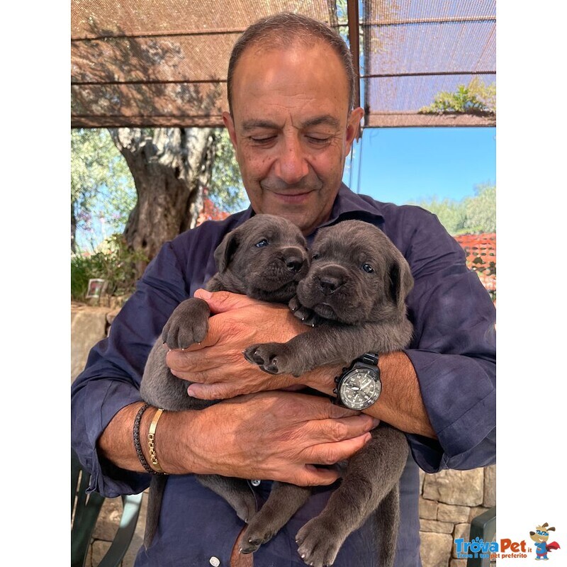 Cuccioli Corso Italiano, alta Genealogia, Pedigre - Foto n. 4