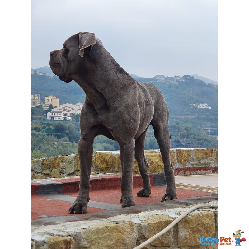 Cuccioli Corso Italiano, alta Genealogia, Pedigre - Foto n. 5