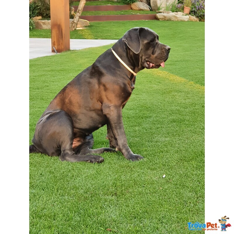 Cuccioli Corso Italiano, alta Genealogia, Pedigre - Foto n. 6