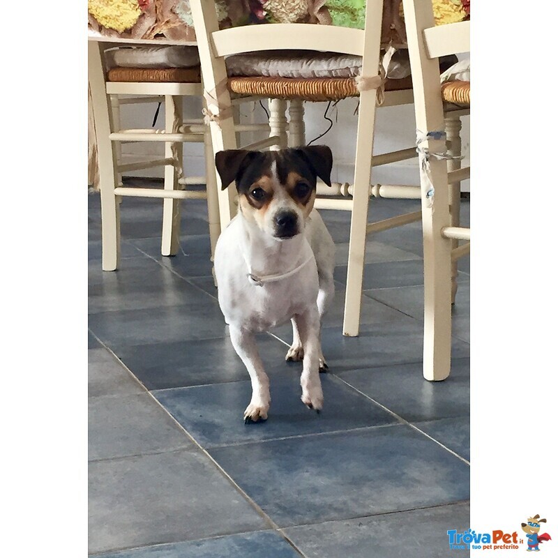 Ricky, Tenero Cagnolino, Aspetta una Famiglia - Foto n. 1