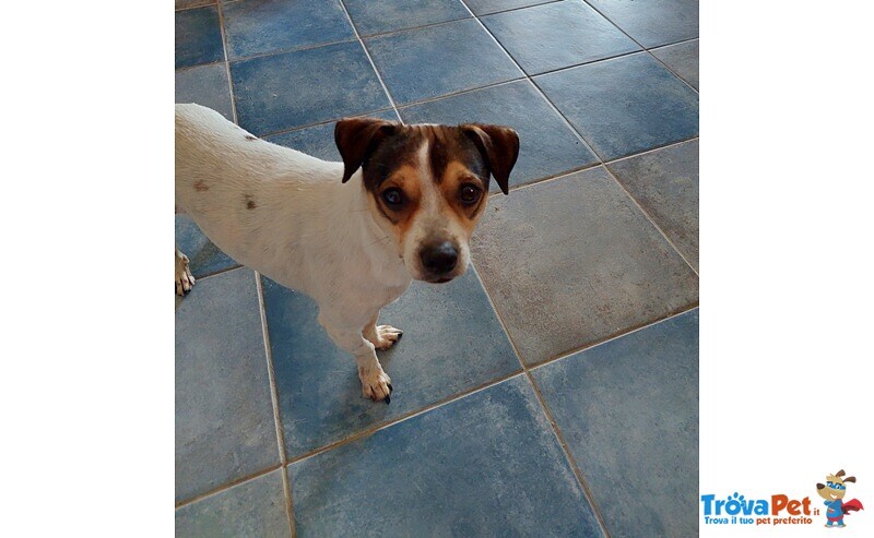 Ricky, Tenero Cagnolino, Aspetta una Famiglia - Foto n. 4