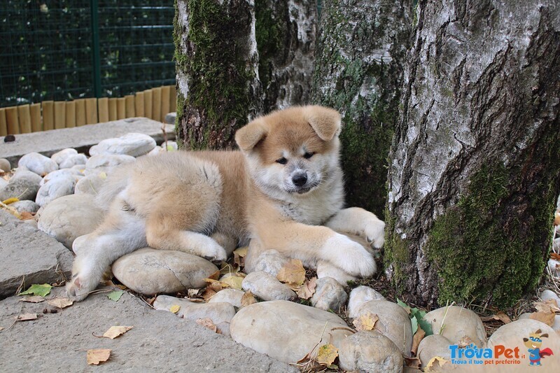 Ultima Cucciola di Akita - Foto n. 4