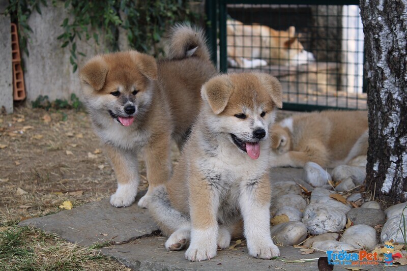 Ultima Cucciola di Akita - Foto n. 5