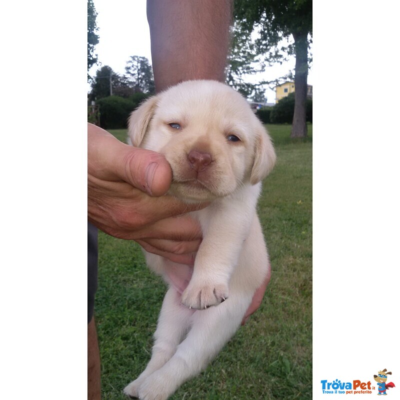 Labrador Retriever Chocolate - Foto n. 2