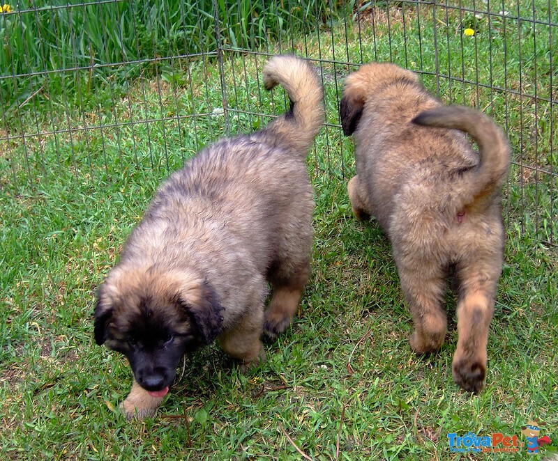 Bellissimi Cuccioli di Loenberger - Foto n. 1