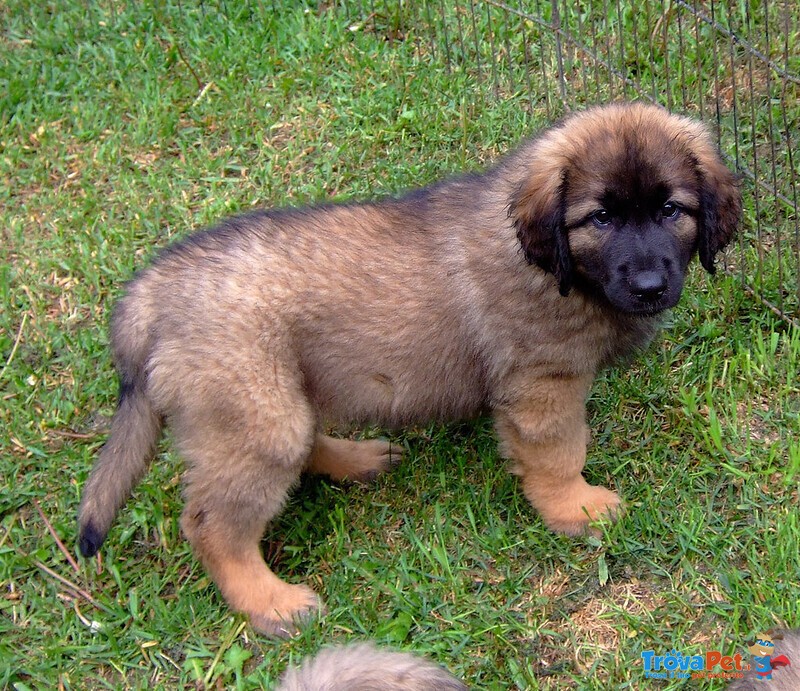 Bellissimi Cuccioli di Loenberger - Foto n. 2